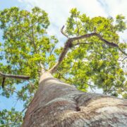 ceiba-arbol-sagrado-de-los-mayas-y-simbolo-de-la-vida